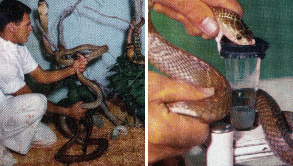 Bill Haast cre&iacute;a que el veneno de serpiente cura de todo, desde u&ntilde;as encarnadas hasta caspa. &nbsp;
