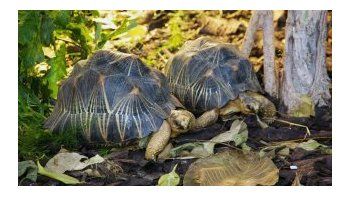 En una casa había 10.000 tortugas raras; el olor las 