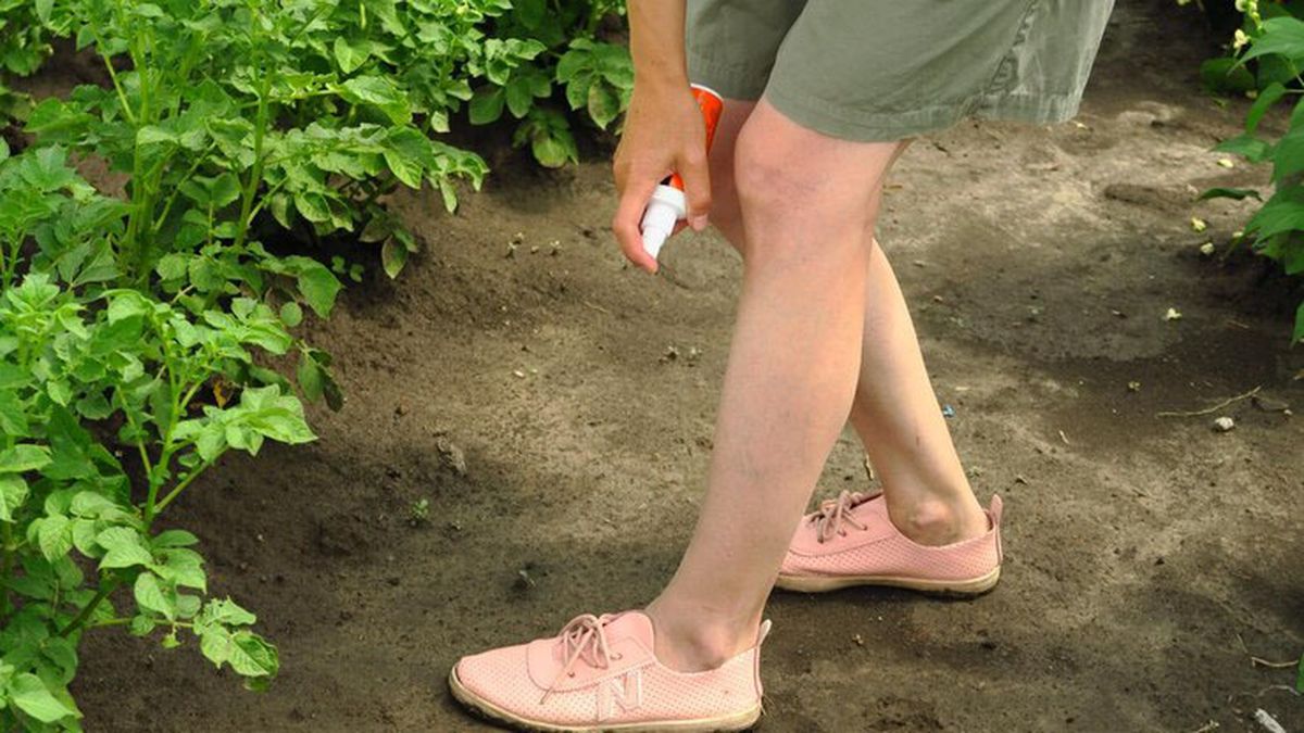 Revelaron qué parte del cuerpo hay que protegerse para no ser picados por un mosquito Aedes aegypti y evitar el dengue: los tobillos. Revelaron qué parte del cuerpo hay que protegerse para no ser picados por un mosquito Aedes aegypti y evitar el dengue: los tobillos.