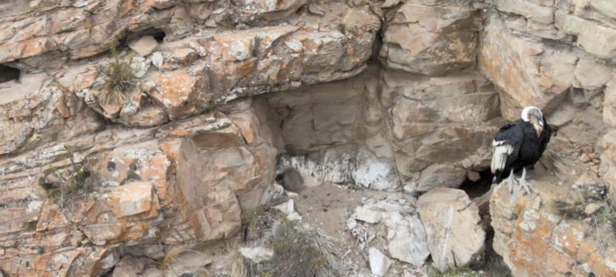 Hay más de 500 especies en peligro de extinción, según relevamientos de la Fundación de Vida Silvestre. Una de ellas es el cóndor andino. Hay más de 500 especies en peligro de extinción, según relevamientos de la Fundación de Vida Silvestre. Una de ellas es el cóndor andino.