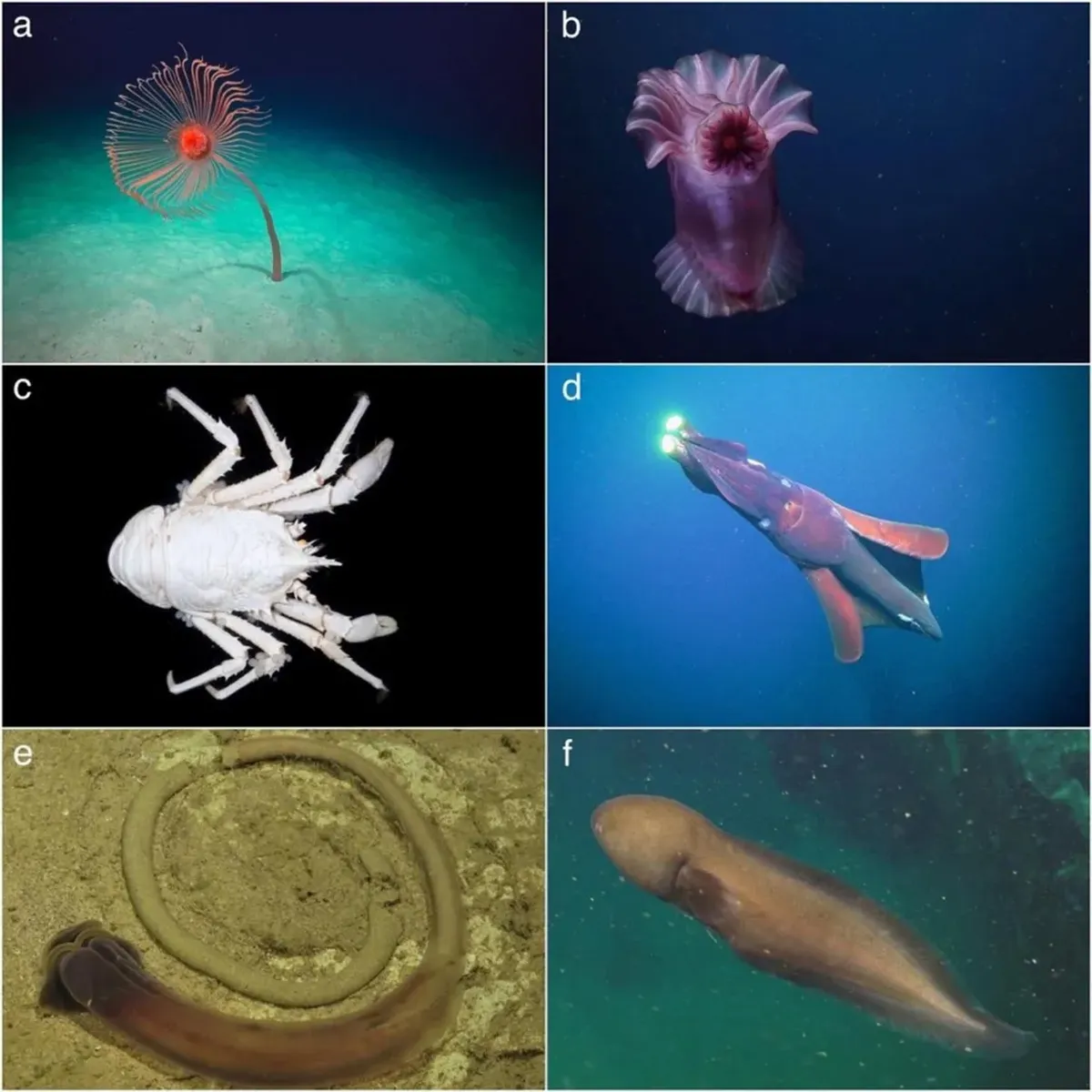 Algunos de los animales revelados por el descubrimiento. Algunos de los animales revelados por el descubrimiento.