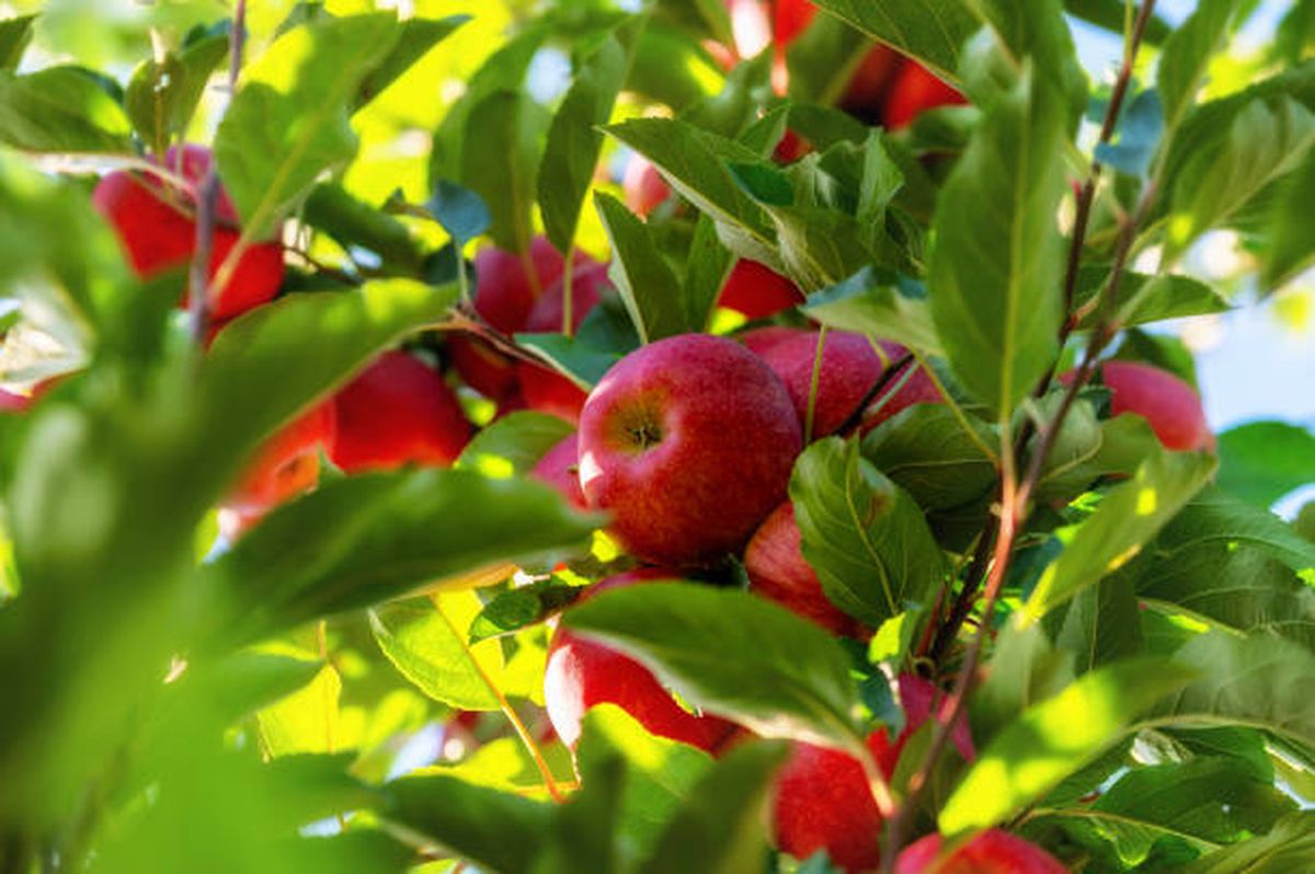 El manzano enano es uno de los árboles frutales que podemos cultivar en maceta. El manzano enano es uno de los árboles frutales que podemos cultivar en maceta.