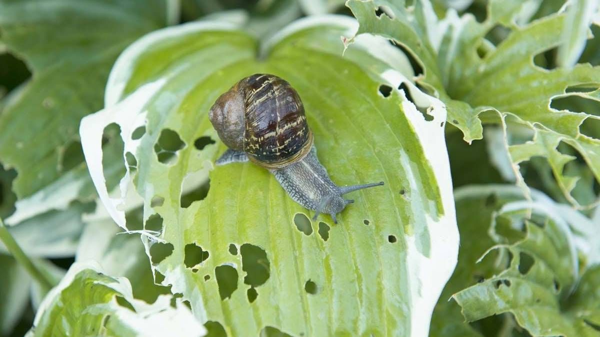Cómo terminar con la plaga de caracoles en tus plantas del jardín Cómo terminar con la plaga de caracoles en tus plantas del jardín