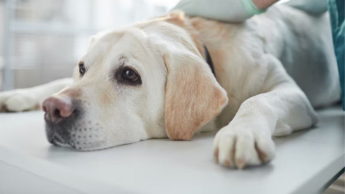 La autorización para prescribir cannabis medicinal a animales no implica el cultivo. La autorización para prescribir cannabis medicinal a animales no implica el cultivo.
