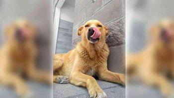 Condenaron a prisión a un hombre que arrastró a un perro con su 4x4 hasta matarlo