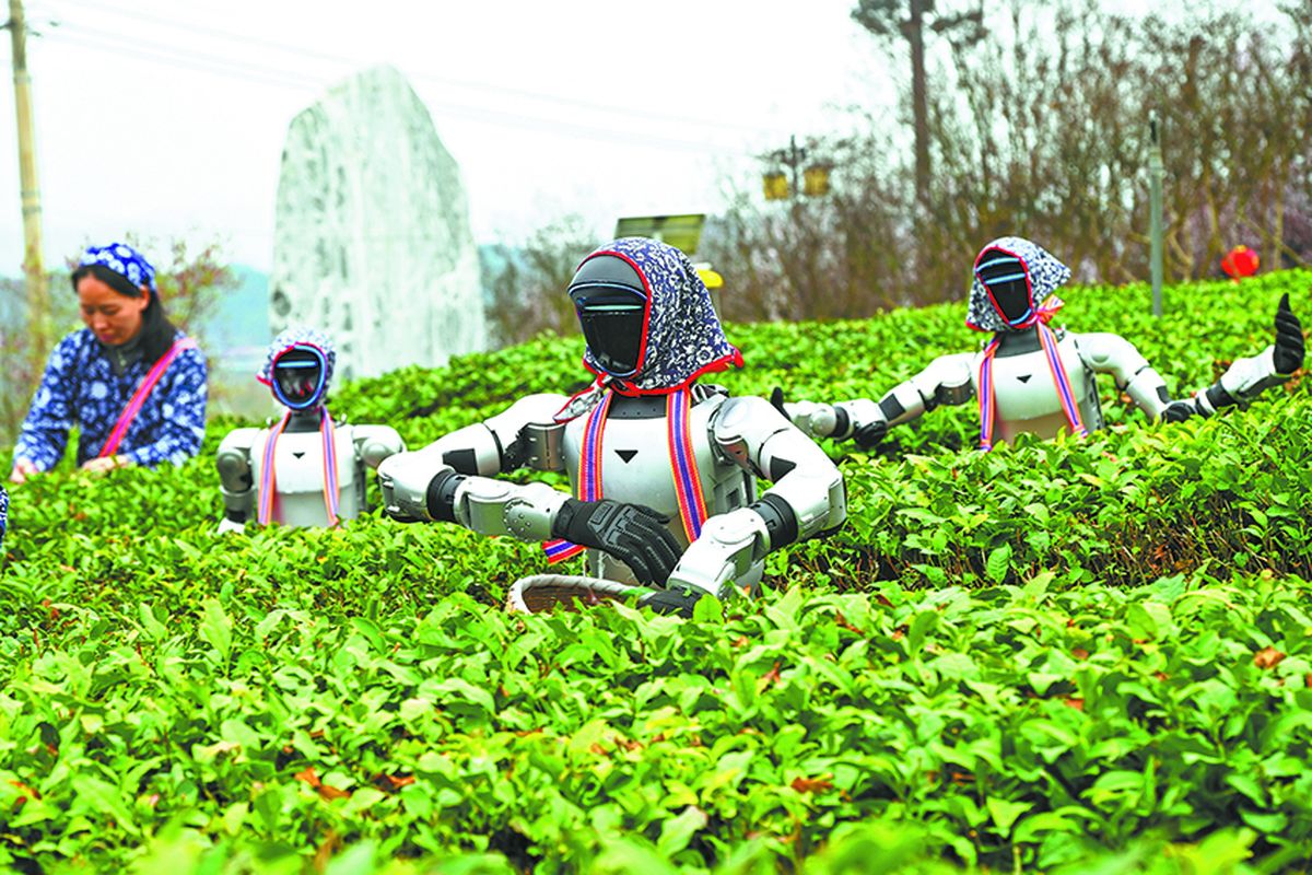 Robots humanoides se disponen en una plantación de té para ayudar en la cosecha primaveral en Huanggang, provincia de Hubei, el 22 de marzo. Wang Jiang / para CHINA DAILY.