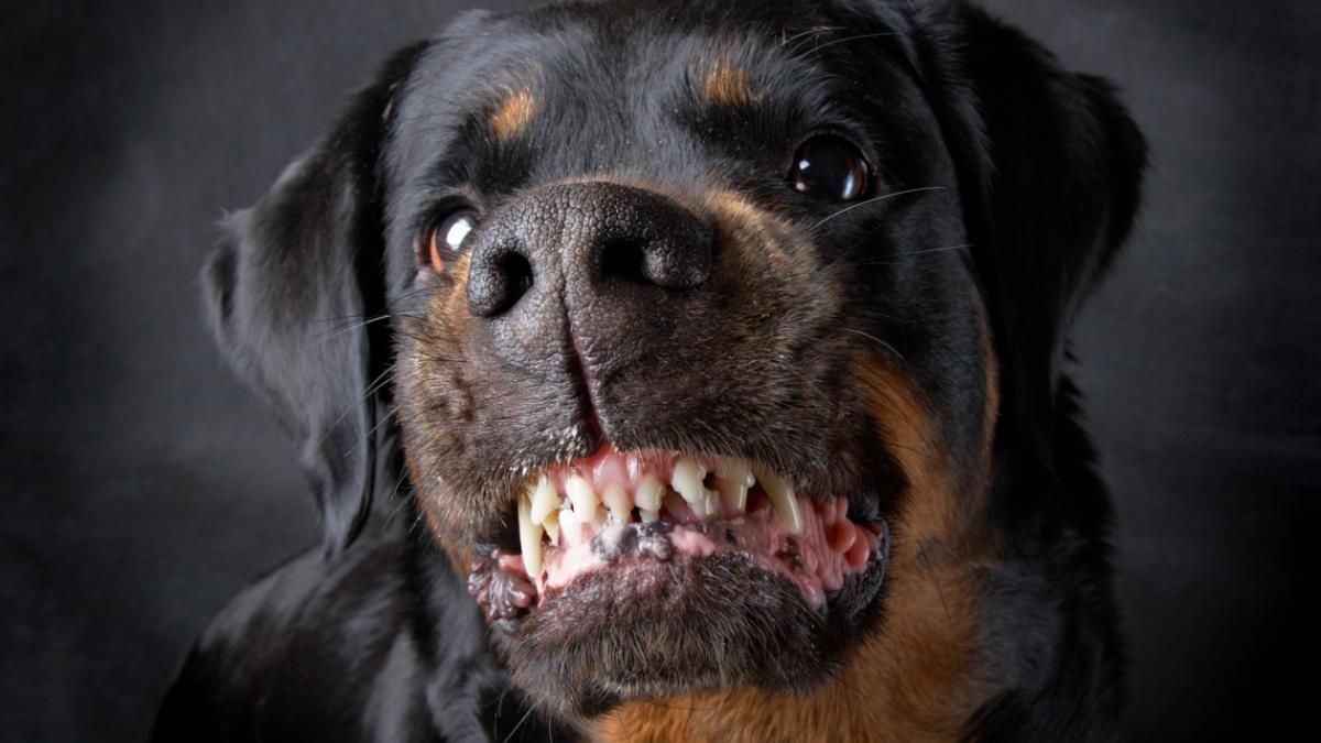 Un Rottweiler enojado puede ser un problema grave para los humanos. Un Rottweiler enojado puede ser un problema grave para los humanos.