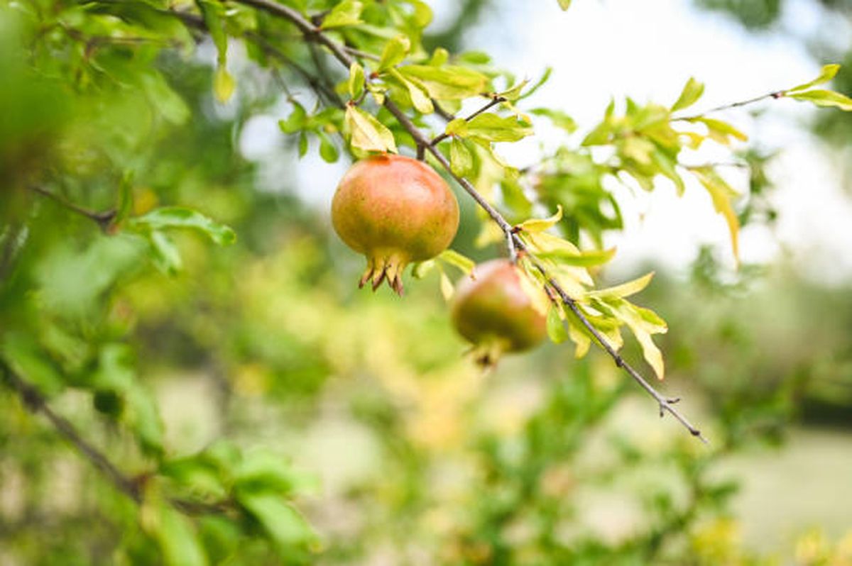 El granado es un árbol frutal que no destruye el suelo. El granado es un árbol frutal que no destruye el suelo.