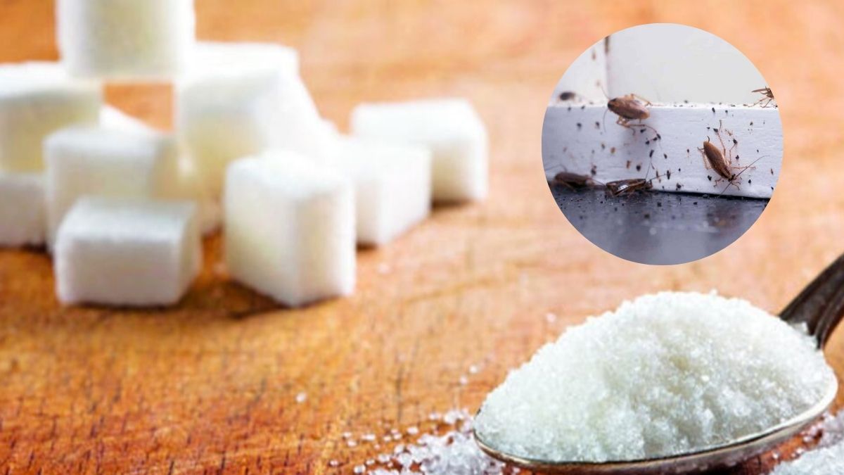 Cómo usar la mezcla de bicarbonato y azúcar para eliminar a las cucarachas de casa