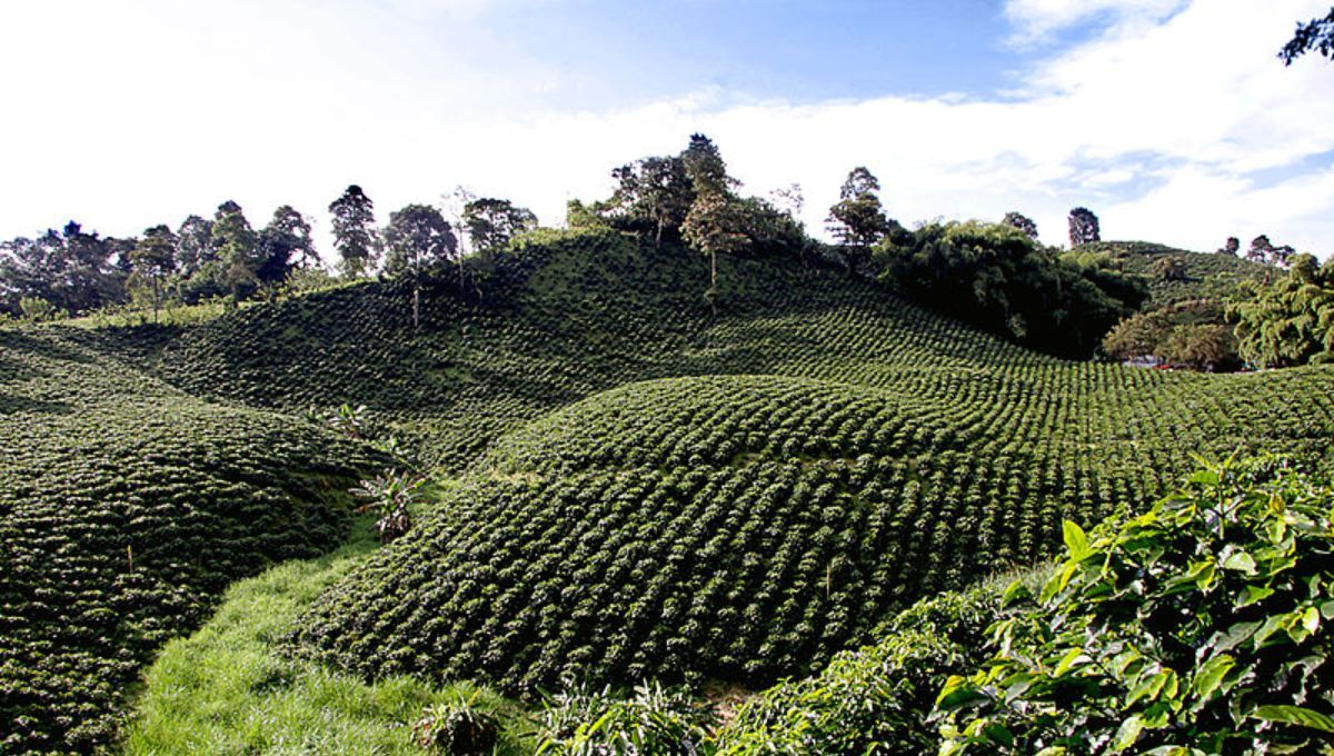 El país de América Latina que tiene el mejor café del mundo: no es Brasil ni Colombia