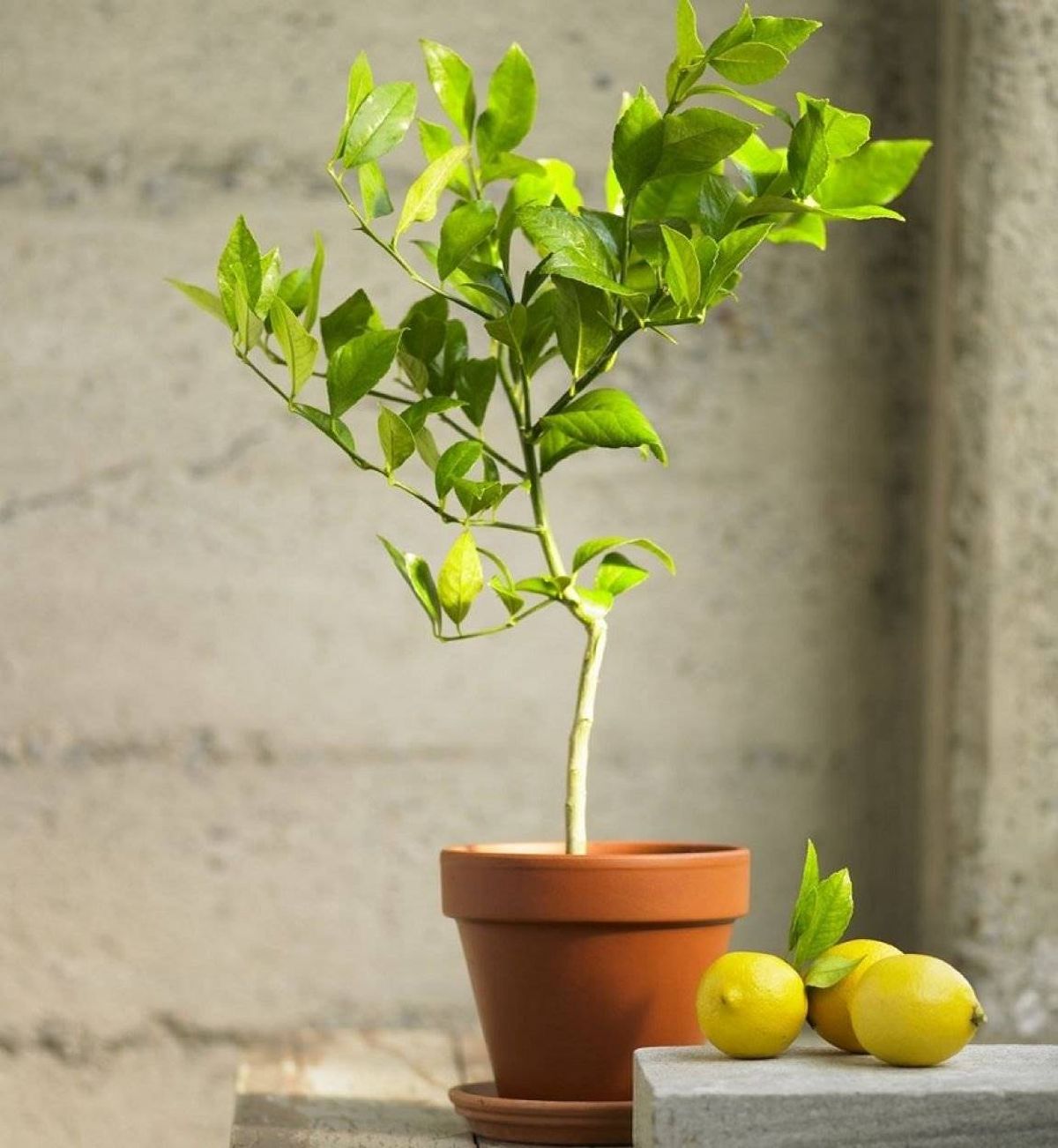 Limonero: cuál es la maceta ideal para tener esta planta dentro de tu jardín Limonero: cuál es la maceta ideal para tener esta planta dentro de tu jardín