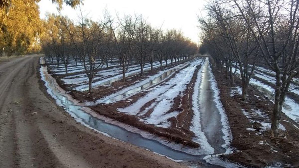 Las heladas tardías afectaron a cultivos que son clave en la economía de Mendoza.