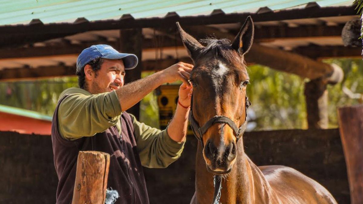 Los caballos son muy bien cuidados en la caballeriza de Dalvian.