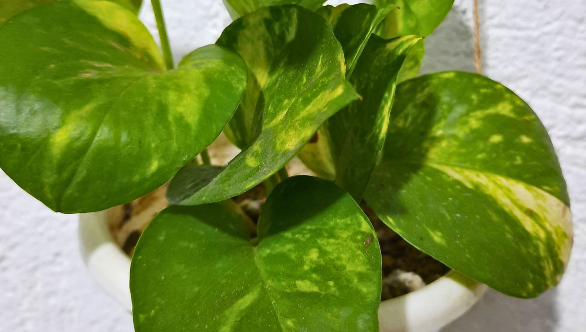 Las hojas del potus dan señales muy claras cuando algo no anda bien. Las hojas del potus dan señales muy claras cuando algo no anda bien.