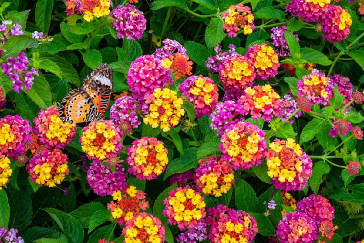 La lantana puede atraer a mariposas y colibr&iacute;es al jard&iacute;n.&nbsp;