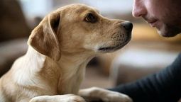 Confianza, cariño y relajación, las claves de este comportamiento. Confianza, cariño y relajación, las claves de este comportamiento.