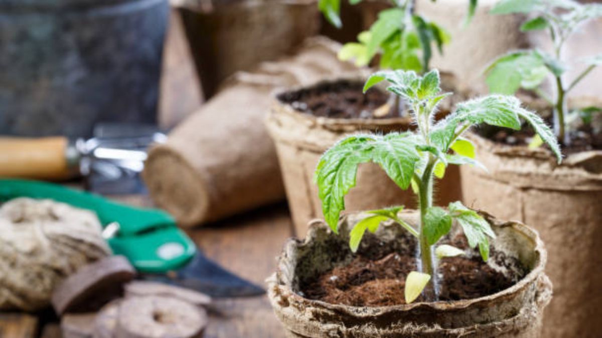 Pocos lo saben: estas son las plantas y semillas que podés cultivar en tu huerto durante noviembre