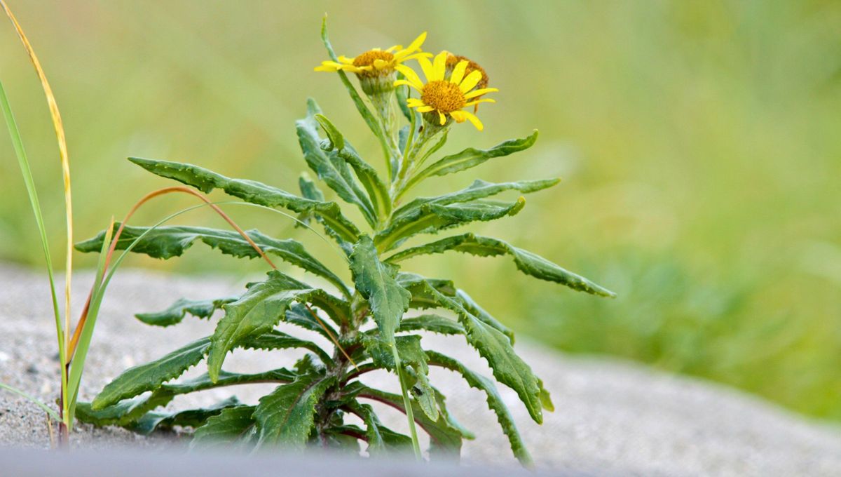 Gracias a la medicina tradicional podemos encontrar y valorar múltiples beneficios en cualquier planta del mundo Gracias a la medicina tradicional podemos encontrar y valorar múltiples beneficios en cualquier planta del mundo