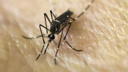 Científicos descubrieron cómo los mosquitos detectan el sudor humano
