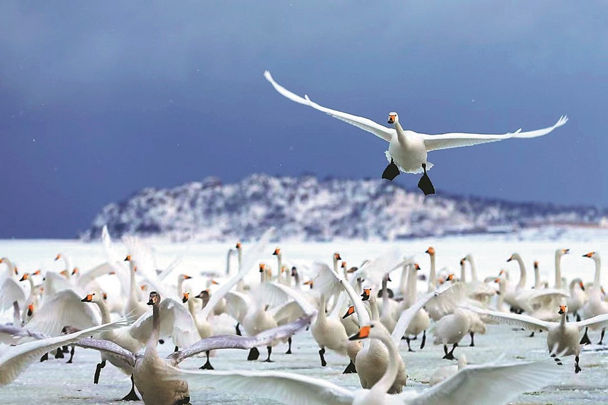 La aldea de Yandunjiao es una reserva natural de cisnes. PARA USO DE CHINA DAILY La aldea de Yandunjiao es una reserva natural de cisnes. PARA USO DE CHINA DAILY