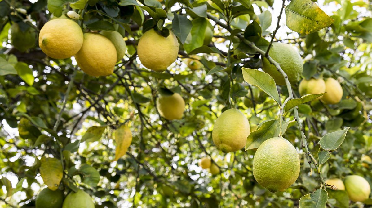 No consiguió trabajadores para la cosecha porque preferían los planes sociales