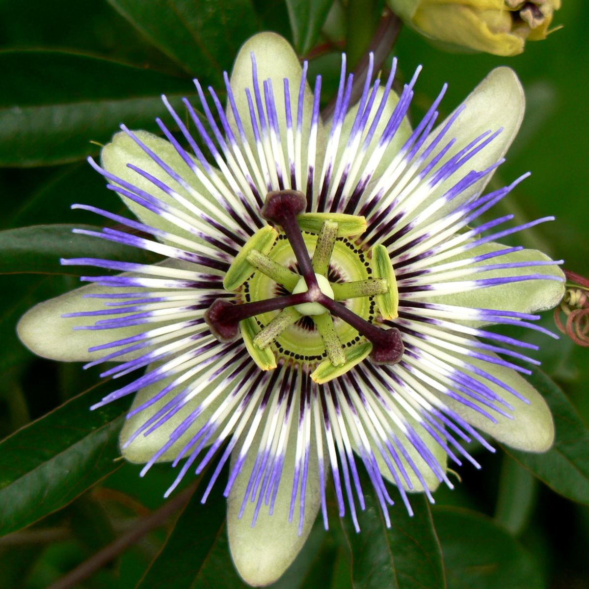 La passiflora caerulea, es conocida popularmente como pasionaria. Imagen de Freepik. La passiflora caerulea, es conocida popularmente como pasionaria. Imagen de Freepik.