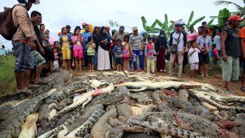 Mataron casi 300 cocodrilos en venganza por la muerte de un hombre