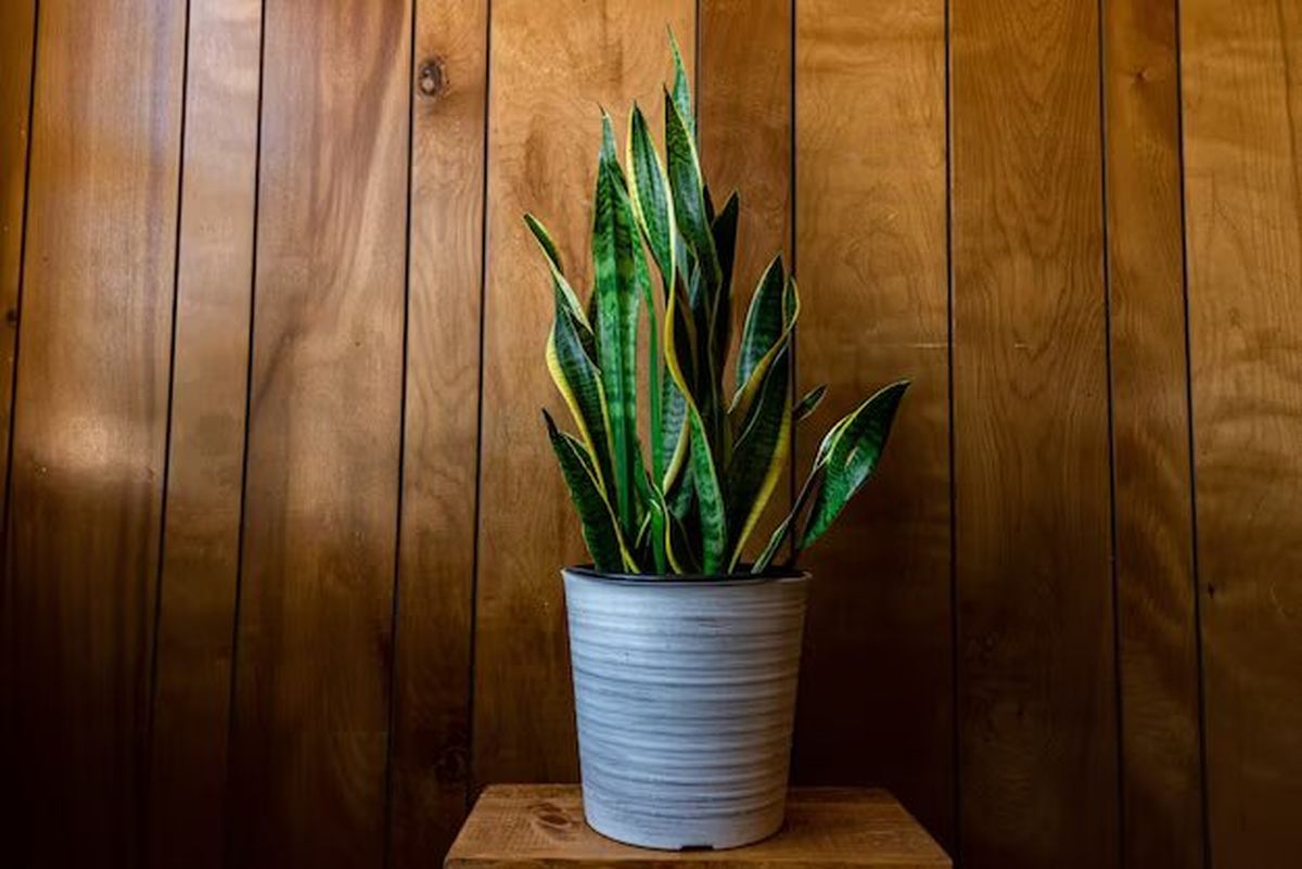 Plantas: cómo tener la sansevieria siempre resplandeciente Plantas: cómo tener la sansevieria siempre resplandeciente