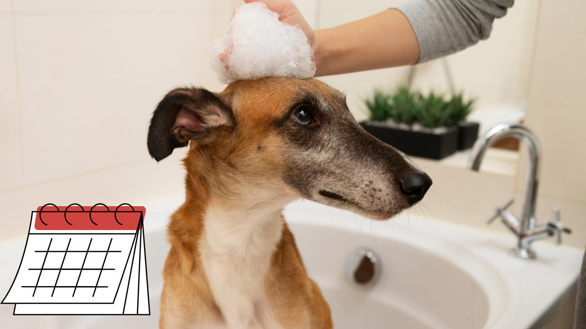 Cada cuánto debo bañar a mi perro y toda la verdad sobre los mitos de cuán peligroso es