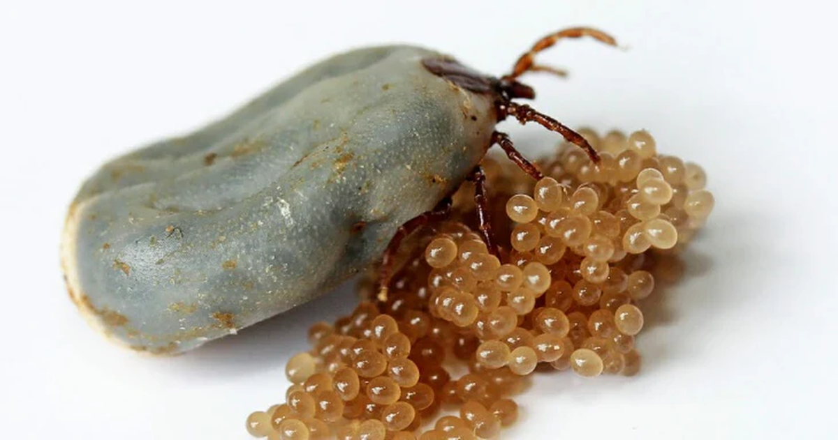 Huevos de garrapatas: cómo identificarlos y qué elemento casero usar para eliminarlos Huevos de garrapatas: cómo identificarlos y qué elemento casero usar para eliminarlos