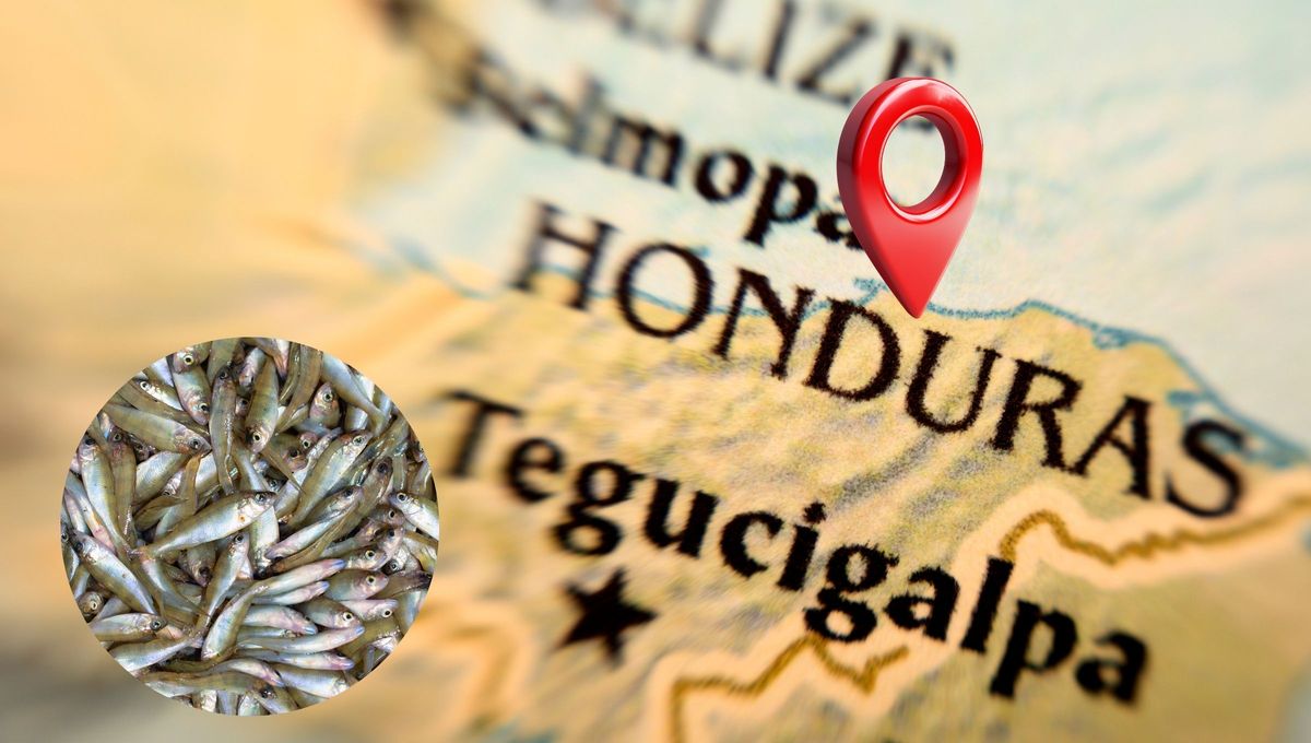 En Yoro, una pequeña ciudad al norte de Honduras, se produce este fenómeno llamado "Lluvia de peces". En Yoro, una pequeña ciudad al norte de Honduras, se produce este fenómeno llamado "Lluvia de peces".