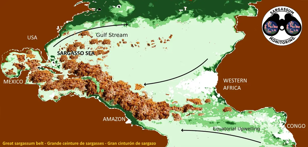 El Amazonas contribuye a la presencia de estas plantas en el océano Atlántico. El Amazonas contribuye a la presencia de estas plantas en el océano Atlántico.