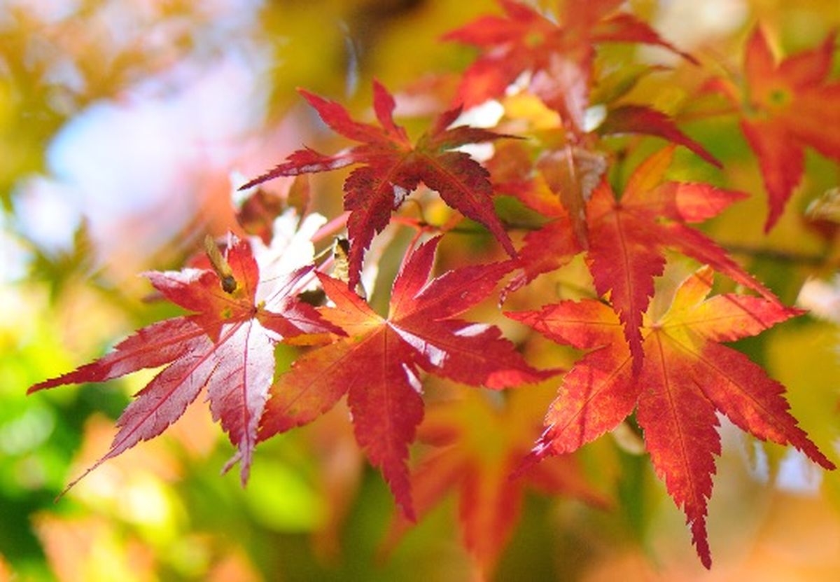 El arce japonés es un árbol con un follaje impresionante y colorido. El arce japonés es un árbol con un follaje impresionante y colorido.