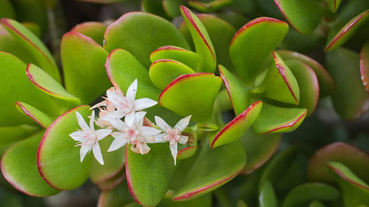 Qué significa que el árbol de jade tenga flores en otoño