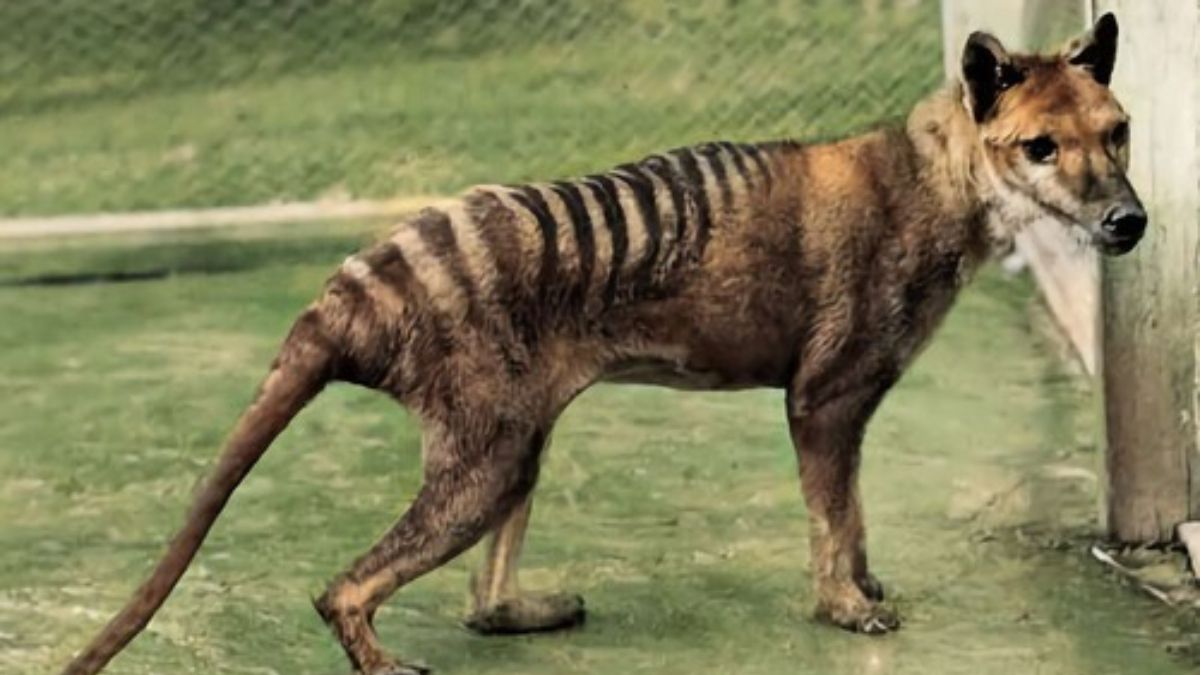 El tilacino, otro de los animales extintos que podría volver. El tilacino, otro de los animales extintos que podría volver.