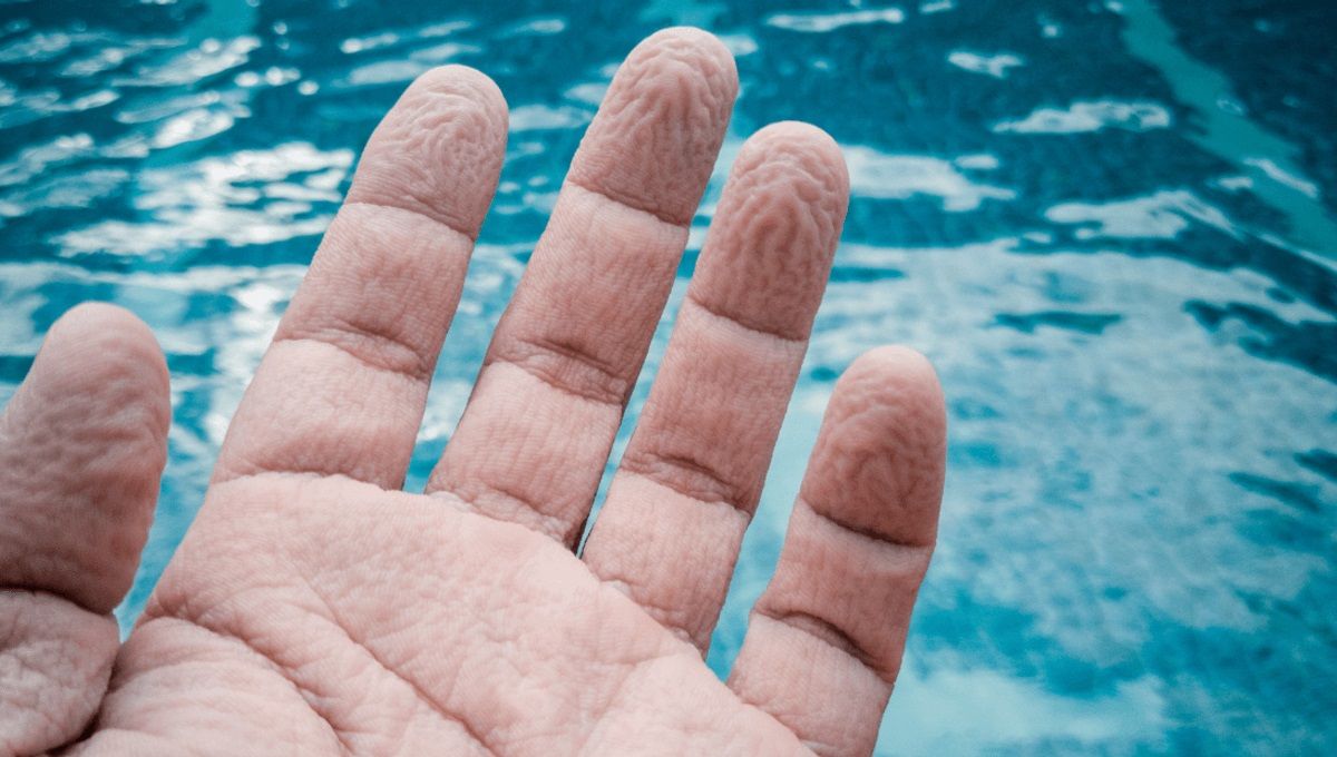 La ciencia estudió las arrugas que se forman en los dedos por el agua: el resultado es inesperado