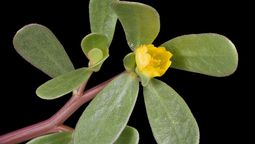 Si tienes este yuyo en tu jardín, tienes oro en casa: cuál es y por qué es tan valioso