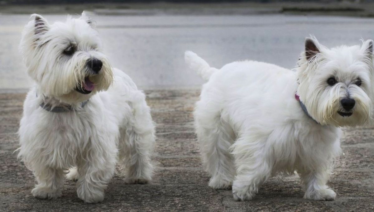 Aunque los avances en medicina veterinaria han mejorado la calidad de vida de nuestras mascotas, su tiempo con nosotros sigue siendo limitado. Foto Mascota y salud Aunque los avances en medicina veterinaria han mejorado la calidad de vida de nuestras mascotas, su tiempo con nosotros sigue siendo limitado. Foto Mascota y salud