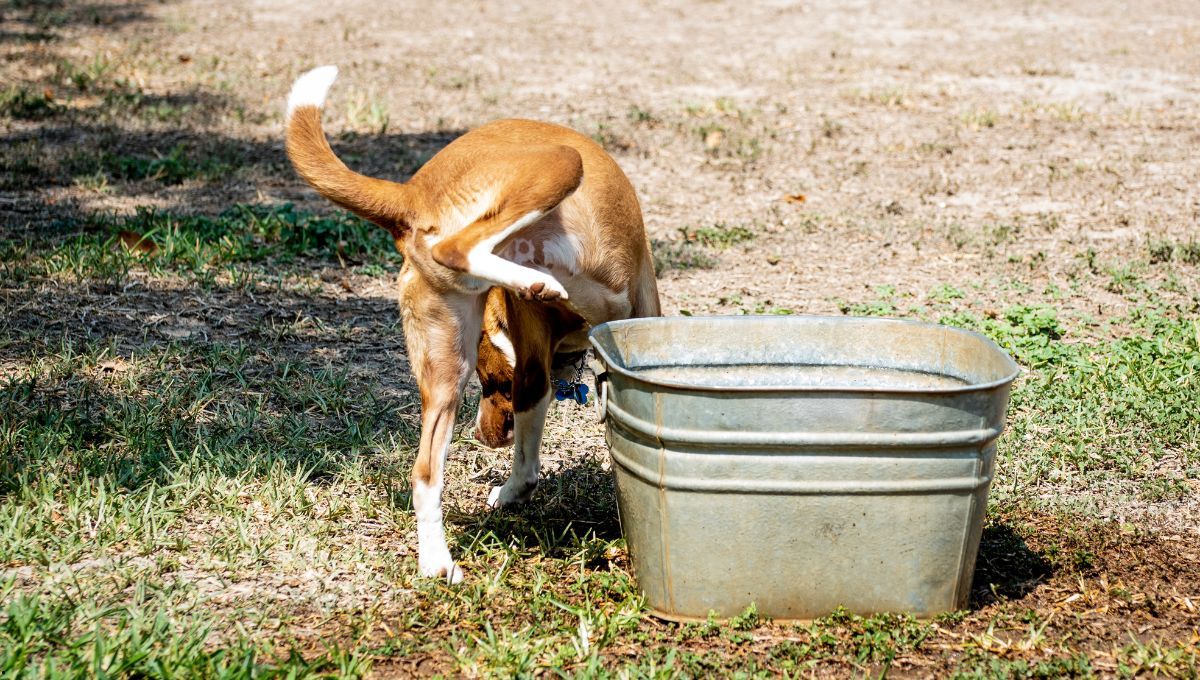 Es importante la multa por dejar a un perro suelto. Es importante la multa por dejar a un perro suelto.