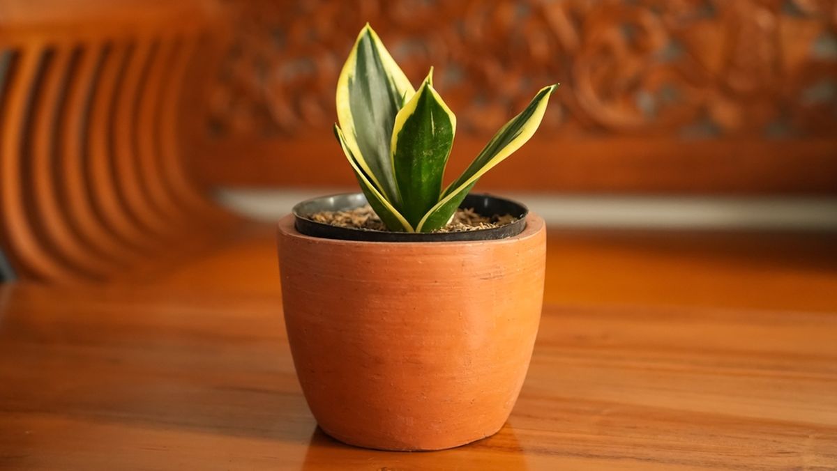 La mini lengua de suegra crece en lugares de poca luz. La mini lengua de suegra crece en lugares de poca luz.