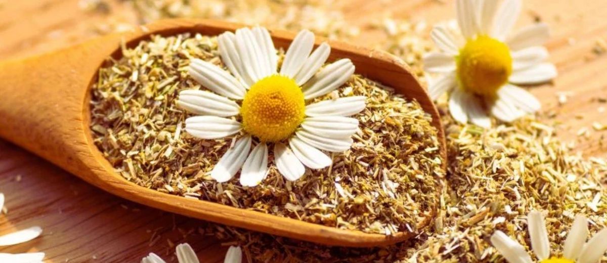 Beneficio de tomar mate con manzanilla. Beneficio de tomar mate con manzanilla.