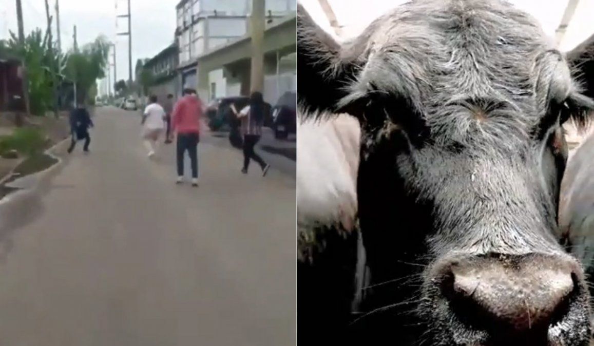 Batalla campal carniceros vs. veganos: los sacaron a los bifes &nbsp;