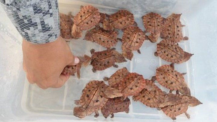 Libertad para las tortugas