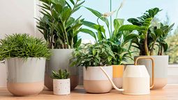 Las mejores plantas para tu oficina