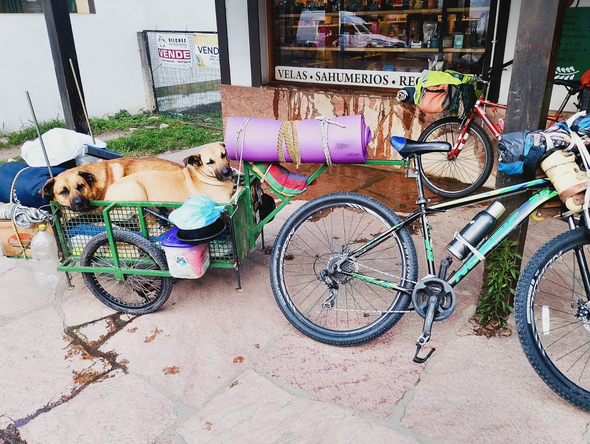 Rolo y Flaco, dos perros rescatados. Lo acompañan en su travesía y son su sostén. Rolo y Flaco, dos perros rescatados. Lo acompañan en su travesía y son su sostén.