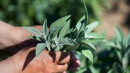 La planta milenaria que ayuda a regular el azúcar y potenciar la memoria