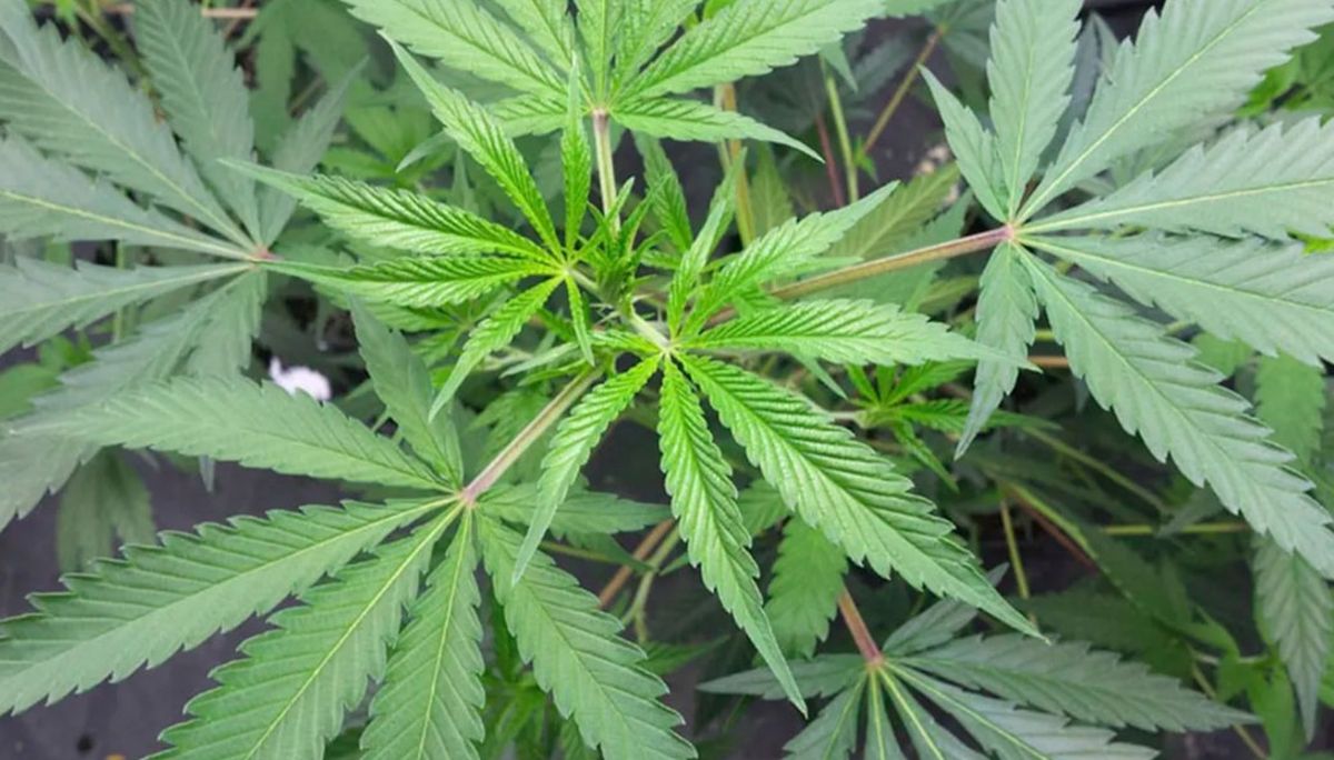 Un grupo de cuatro delincuentes se llevó $1 millón y computadoras de una finca de Santa Rosa