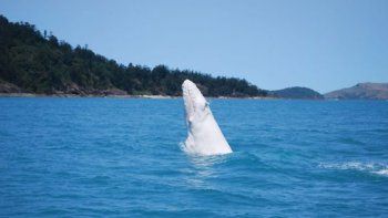 La cría de una ballena blanca, avistada en Australia