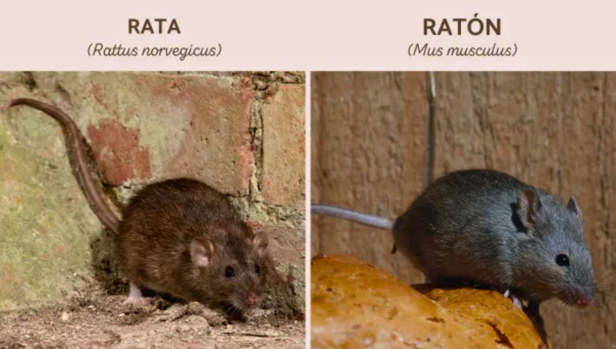 Los ratones viven en interiores, dentro de paredes, techos, muebles o estructuras pequeñas. Son más comunes dentro de viviendas y oficinas. Los ratones viven en interiores, dentro de paredes, techos, muebles o estructuras pequeñas. Son más comunes dentro de viviendas y oficinas.