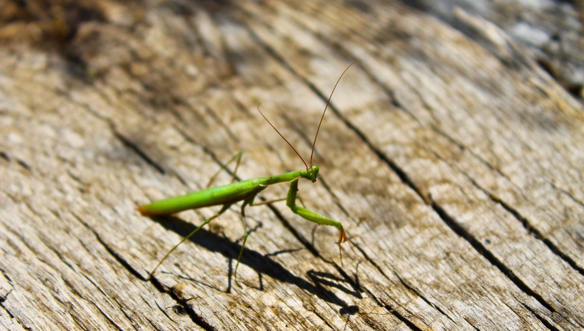 Cuando aparecen algunos animales peque&ntilde;os representan significados positivos.